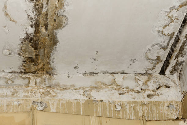 Biohazard Mold Removal in Hutchins, TX