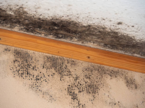 Best Biohazard Mold Removal  in Hutchins, TX