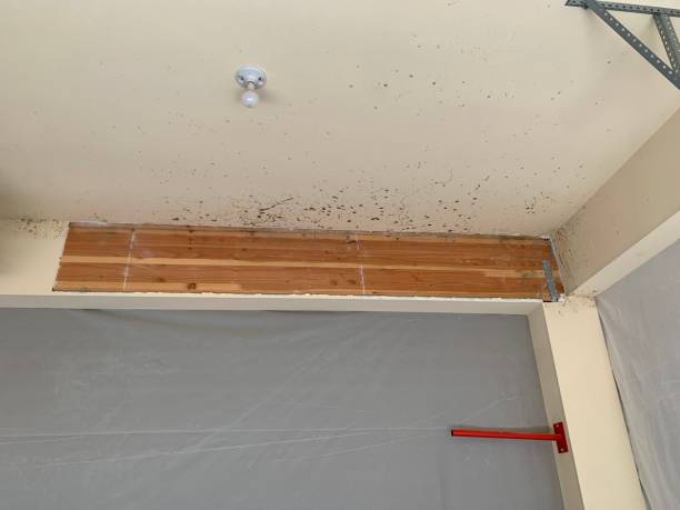Best Crawl Space Mold Remediation  in Hutchins, TX