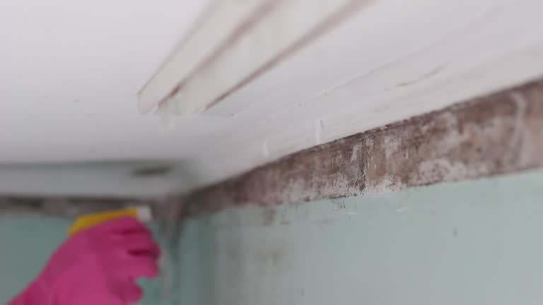 Best Post-Construction Mold Inspection  in Hutchins, TX